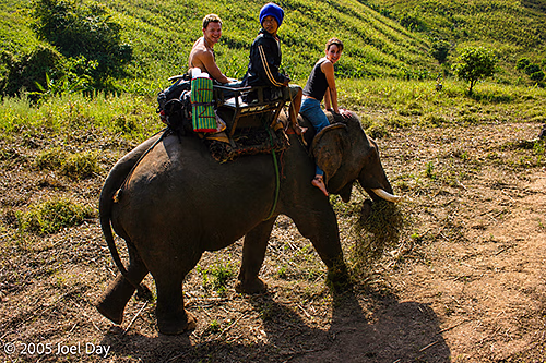Elephant Transport near the Thai-Burma Border, Chiang Mai Province, Thailand