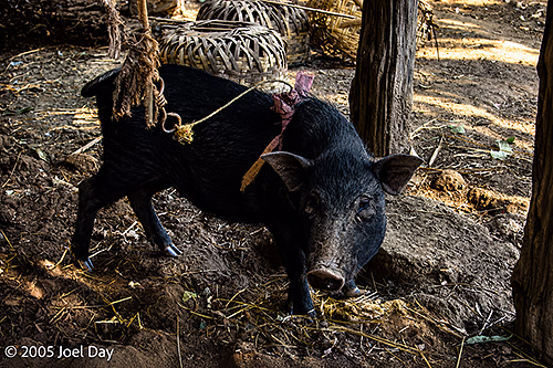 Mountain Village Pigs near the Thai-Burma Border, Chiang Mai Province, Thailand