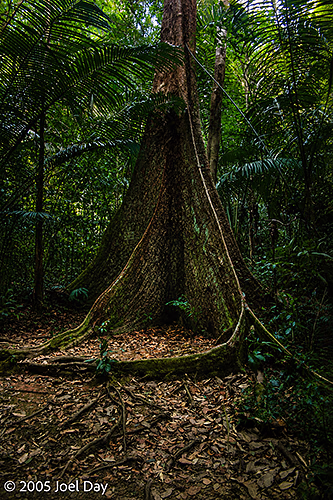 Jungle walk near the Tiger Cave Temple (Wat Tham Suea), Krabi Province, Thailand