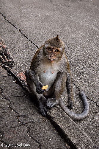 Macaque Monkey with snack in Krabi Province, Thailand