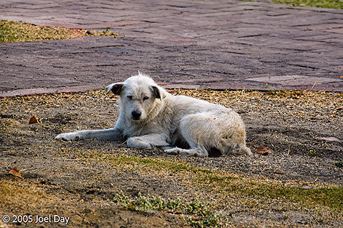 One of many stray dogs in Thailand