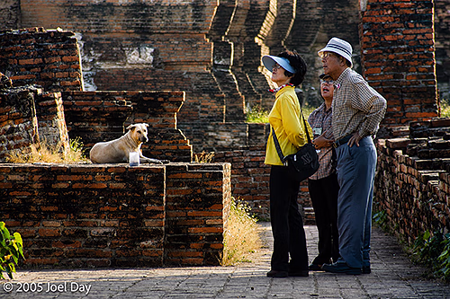 One of many stray dogs in Thailand