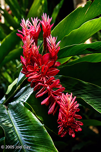 Gardens at Jim Thompson's House, Bangkok, Thailand