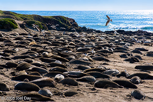 Elephant Seals rest on beach near San Simeon, California