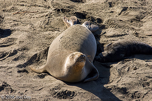Elephant Seals rest on beach near San Simeon, California