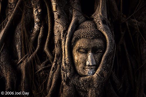 Buddha Head in Sacred Bodhi Tree, Ayutthaya Historical Park, Ayutthaya, Thailand