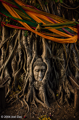 Buddha Head in Sacred Bodhi Tree, Ayutthaya Historical Park, Ayutthaya, Thailand