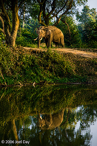 Elephant Refuge near Ayutthaya, Thailand