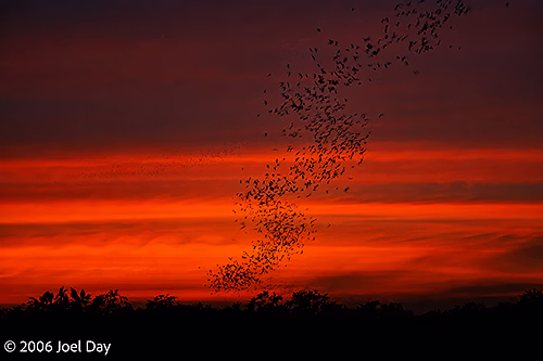 Millions of Bats flying out of Khao Luk Chang Bat Cave at dusk near Khao Yai National Park, Thailand