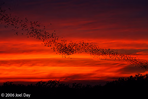 Millions of Bats flying out of Khao Luk Chang Bat Cave at dusk near Khao Yai National Park, Thailand