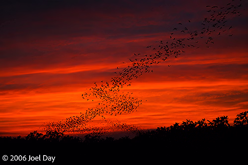 Millions of Bats flying out of Khao Luk Chang Bat Cave at dusk near Khao Yai National Park, Thailand