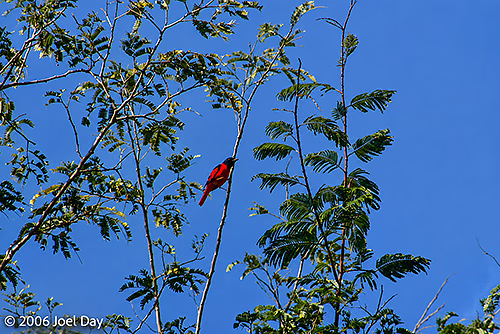 Scarlet Minivet (Pericrocotus speciosus) in Khao Yai National Park, Thailand