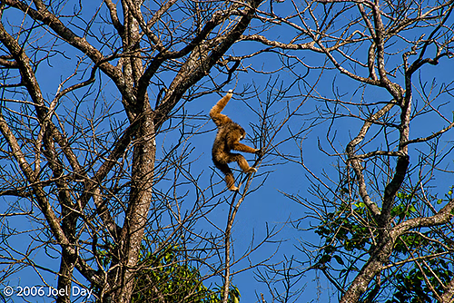 Gibbon swinging from tree in Khao Yai National Park, Thailand