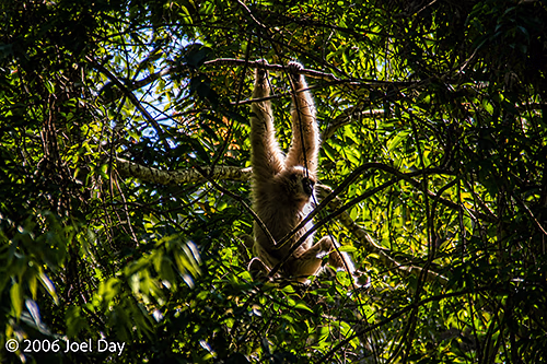 Gibbon swinging from tree in Khao Yai National Park, Thailand
