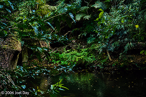 Jungle Growth in Khao Yai National Park, Thailand