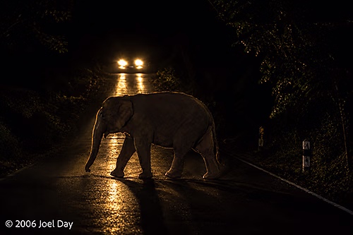 Elephant crossing road through Khao Yai National Park, Thailand