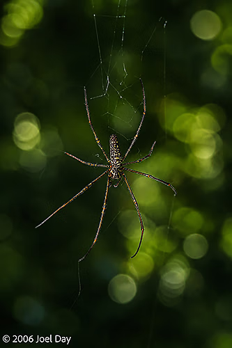 Golden Orb-Weaver (Trichonephila pilipes) in Khao Yai National Park, Thailand 