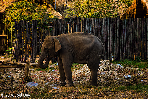 Elephant near Kanchanaburi, Thailand