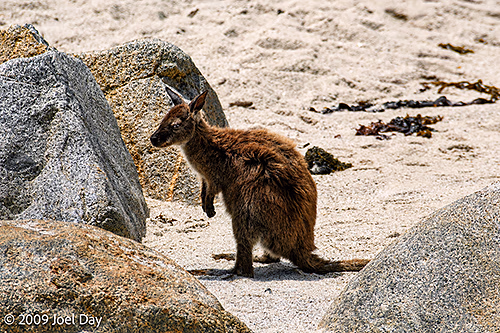 Wallaby on Beach along Wineglass Bay, Freycinet National Park, Tasmania