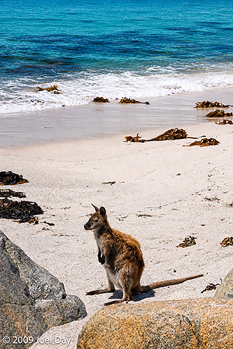 Wallaby on Beach along Wineglass Bay, Freycinet National Park, Tasmania