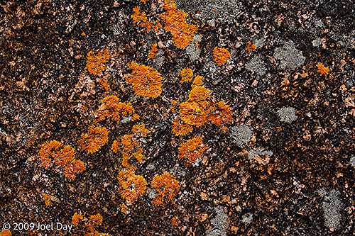 Lichen on rocks around Freycinet National Park, Tasmania