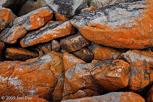 Lichen on cliffs around Freycinet National Park, Tasmania