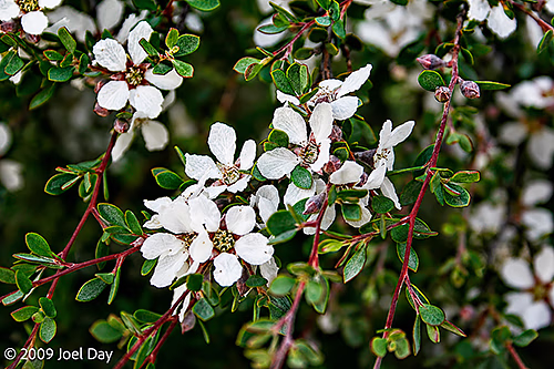 Smoky tea-tree (Leptospermum glaucescens) in Freycinet National Park, Tasmania
