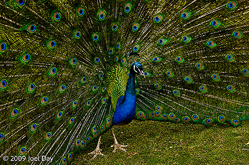 Peacock roaming the Cataract Gorge Reserve, Launceston, Tasmania