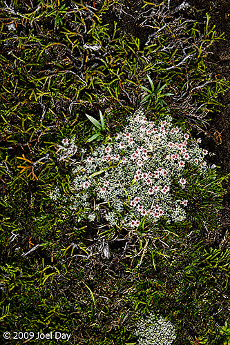 Tasmanian cushionplant (Abrotanella forsteroides) found along the Overland Track, Tasmania