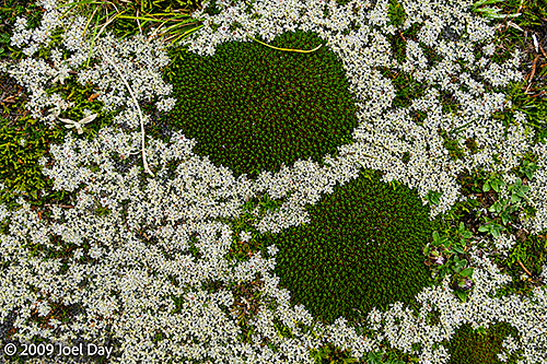 Tasmanian cushionplant (Abrotanella forsteroides) and snow cushionplant (Donatia novae-zelandiae) found along the Overland Track, Tasmania