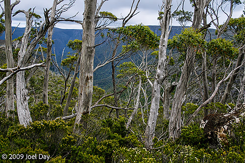 Overland Track near Cradle Mountain, Tasmania