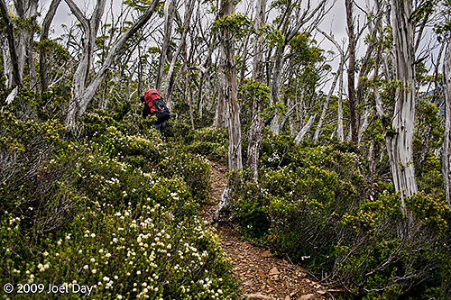 Overland Track near Cradle Mountain, Tasmania