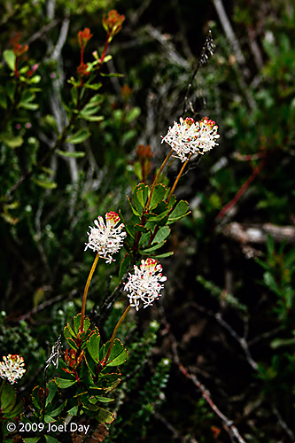 Bushman’s bootlace (Pimelea nivea) along the Overland Track, Tasmania