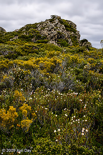Overland Track near Cradle Mountain, Tasmania