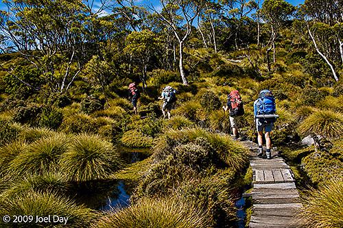 Hikers along the Waterfall Valley to Lake Windermere segment of the Overland Track, Tasmania
