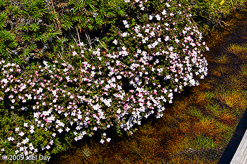 Wildflowers along the Lake Will side trip off the Waterfall Valley to Lake Windermere segment of the Overland Track, Tasmania