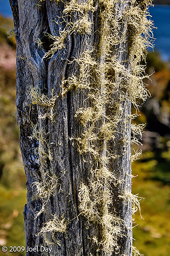 Old moss-covered post near Lake Will along the Waterfall Valley to Lake Windermere segment of the Overland Track, Tasmania