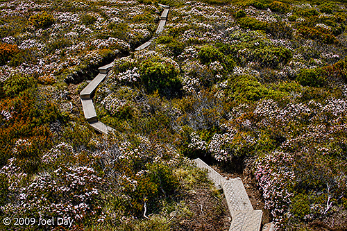 Wildflowers along the Lake Will side trip off the Waterfall Valley to Lake Windermere segment of the Overland Track, Tasmania