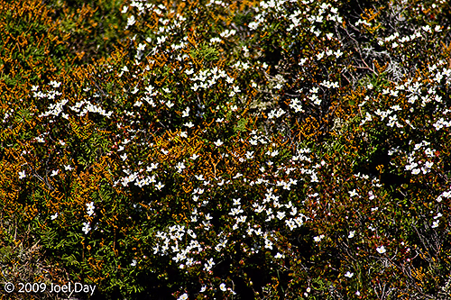 Wildflowers along the Waterfall Valley to Lake Windermere segment of the Overland Track, Tasmania