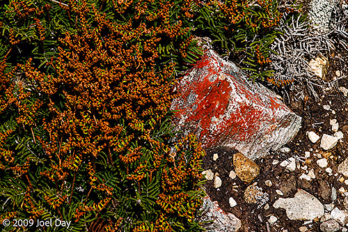 Lichen covered rocks and wildflowers along the Waterfall Valley to Lake Windermere segment of the Overland Track, Tasmania