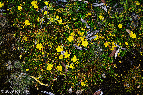 Wildflowers along the Waterfall Valley to Lake Windermere segment of the Overland Track, Tasmania