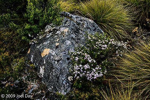 Lichen covered rocks and wildflowers along the Waterfall Valley to Lake Windermere segment of the Overland Track, Tasmania