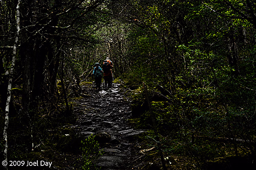 Hikers on the Lake Windermere to Pelion stretch of the Overland Track in Tasmania