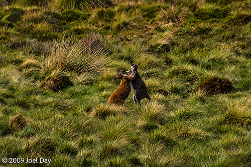 Boxing Kangaroos in front of the Pelion Hut on the Overland Track in Tasmania