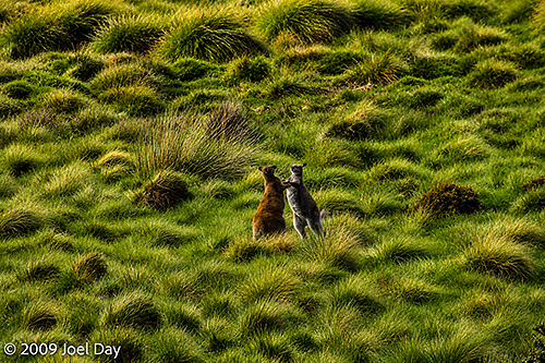 Boxing Kangaroos in front of the Pelion Hut on the Overland Track in Tasmania