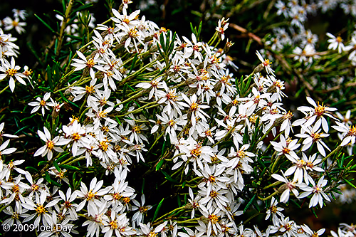 Dusty daisybush (Olearia phlogopappa) found near Pelion Hut along Overland Track in Tasmania