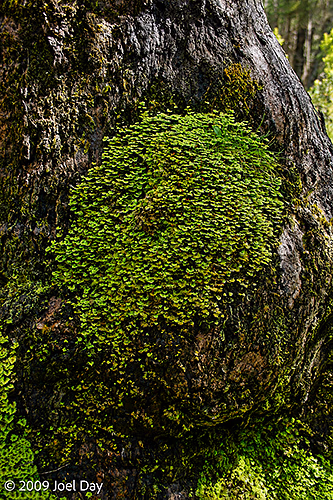 Feather moss-covered tree trunk found near Pelion Hut along Overland Track in Tasmania
