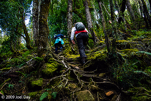 The slippery ascent up Mount Oakleigh (1286m) near the Overland Track in Tasmania