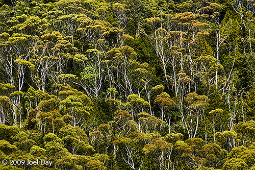 Eucalypt Forest along the Pelion to Kia Ora segment of the Overland Track in Tasmania