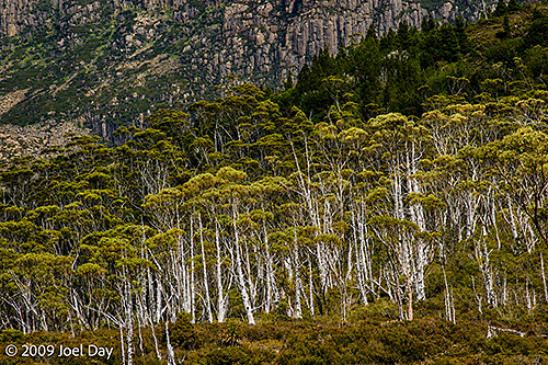 Eucalypt Forest and Mountains along the Pelion to Kia Ora segment of the Overland Track in Tasmania